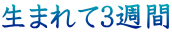 生まれて3週間